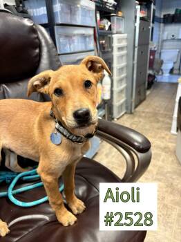 Rescue Australian Cattle Dog Blue Heeler and Pit Bull Terrier Dogs for Adoption in Carson City, Nevada - Aioli | PetCurious