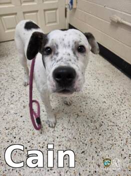 Hound Dogs Available for Adoption in Rocky Mount, North Carolina - Cain | PetCurious