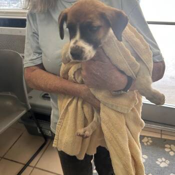 Mel -  Australian Cattle Dog Blue Heeler and Mixed Breed Dog for Adoption in Starkville, Mississippi - Mel | PetCurious