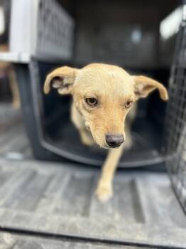 Caramel Apple -  Chihuahua and Mixed Breed Dog for Adoption in Fresno, California - Caramel Apple | PetCurious