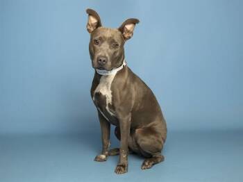 LIARA -  Pit Bull Terrier Dog for Adoption in Phoenix, Arizona - LIARA | PetCurious