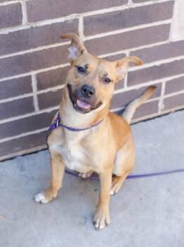 Mixed Breed Dogs Available for Adoption in Chamblee, Georgia - Soho | PetCurious