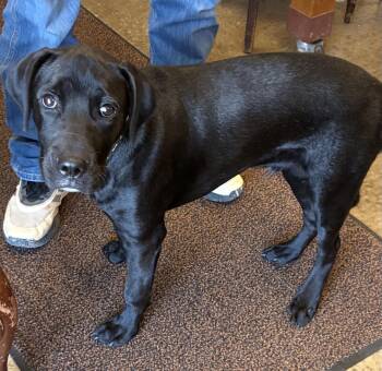 Liberty -  Black Labrador Retriever Dog for Adoption in Indiana, Pennsylvania - Liberty | PetCurious
