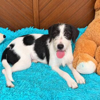 Amelia -  Aussiedoodle and Terrier Dog for Adoption in Atlanta, Texas - Amelia | PetCurious