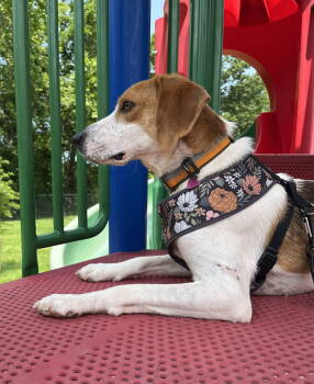 Rescue Hound Dogs for Adoption in Spotsylvania Courthouse, Virginia - Milo | PetCurious