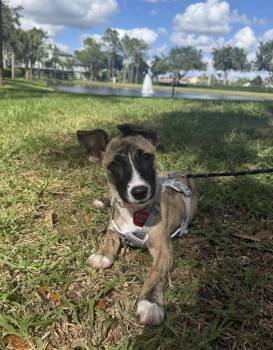 Annie -  Hound Dog for Adoption in Tallahassee, Florida - Annie | PetCurious