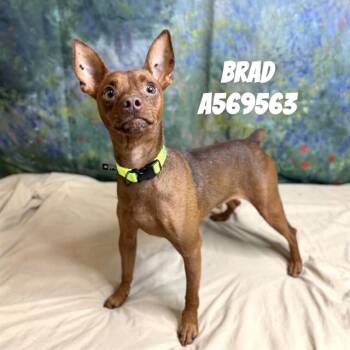 BRAD -  Chihuahua Dog for Adoption - BRAD | PetCurious