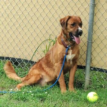 Mixed Breed Dogs Available for Adoption in Denison, Texas - Hank | PetCurious