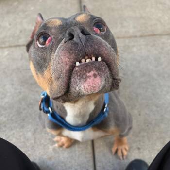 Coco Chanel -  Mixed Breed Dog for Adoption in Pittsburgh, Pennsylvania - Coco Chanel | PetCurious