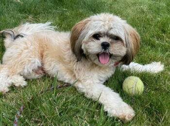 Kai -  Shih Tzu Dog for Adoption in Polson, Montana - Kai | PetCurious