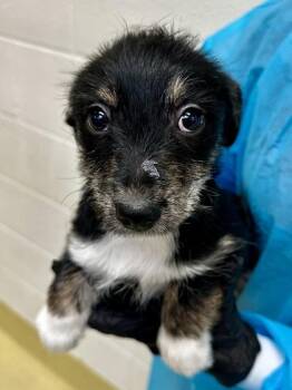 Mixed Breed Dogs Available for Adoption - Kermit | PetCurious