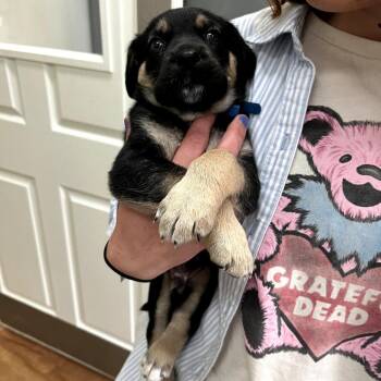 Shepherd Dogs Available for Adoption in Fayetteville, Arkansas - Chive | PetCurious