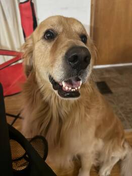 Golden Retriever Dogs Available for Adoption - Loki | PetCurious