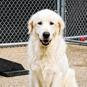 Snowflake -  Mixed Breed Dog for Adoption in Charleston, West Virginia - Snowflake | PetCurious