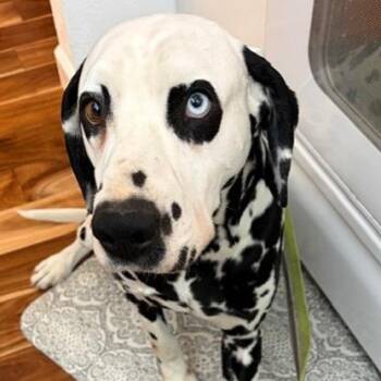 Dalmatian Dogs Available for Adoption - Chesney | PetCurious