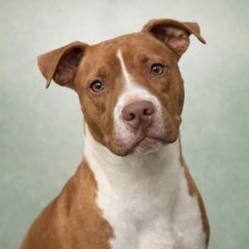 Jugg -  Pit Bull Terrier Dog for Adoption in Corbin, Kentucky - Jugg | PetCurious
