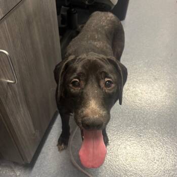 Shirley -  Black Labrador Retriever Dog for Adoption in Saint Joseph, Missouri - Shirley | PetCurious