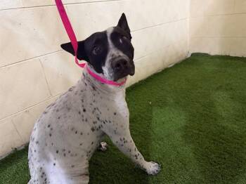 English Pointer and Mixed Breed Dogs Available for Adoption - A1261148 | PetCurious