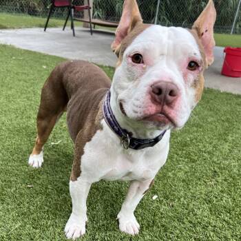 Bulldog and Mixed Breed Dogs Available for Adoption - Rue La Ruesky | PetCurious