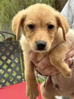 Mixed Breed Dogs Available for Adoption in Wyoming, Michigan - Zephyr | PetCurious