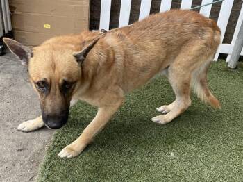 A613568 -  German Shepherd Dog Dog for Adoption in Modesto, California - A613568 | PetCurious