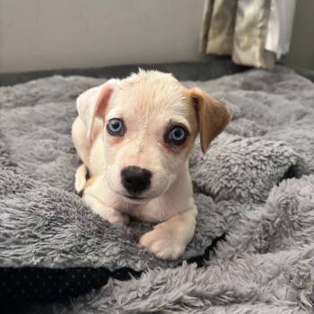 Haven -  Terrier Dog for Adoption in Waxhaw, North Carolina - Haven | PetCurious