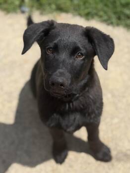 German Shepherd Dog and Black Labrador Retriever Dogs Available for Adoption in Rome, Georgia - Rowan | PetCurious