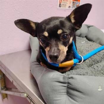 61793877 -  Chihuahua and Mixed Breed Dog for Adoption in El Paso, Texas - 61793877 | PetCurious