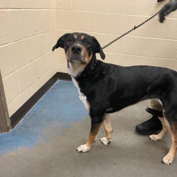 Fiorella/Scooter Gooch -  Mixed Breed Dog for Adoption in Memphis, Tennessee - Fiorella/Scooter Gooch | PetCurious
