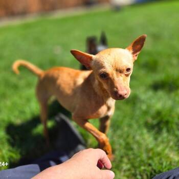 Chihuahua Dogs Available for Adoption in Rochester, Minnesota - Rojo | PetCurious