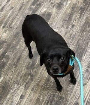 Rescue Chihuahua and Beagle Dogs for Adoption in Charlotte, North Carolina - Freesia | PetCurious