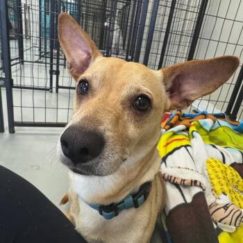 Lil Bit -  Chihuahua Dog for Adoption in Houston, Texas - Lil Bit | PetCurious