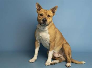 CINNAMON -  German Shepherd Dog and Mixed Breed Dog for Adoption in Phoenix, Arizona - CINNAMON | PetCurious