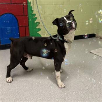 Rescue Pit Bull Terrier Dogs for Adoption in Indianapolis, Indiana - YEONJUN | PetCurious