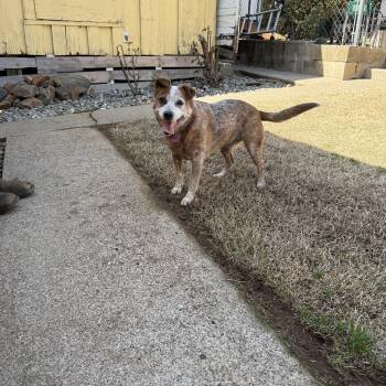 Australian Cattle Dog Blue Heeler Dogs Available for Adoption - Elsa | PetCurious