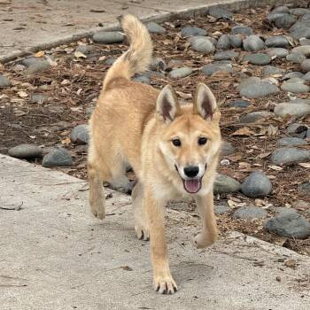 Rescue Husky Dogs for Adoption in Jefferson City, Missouri - Meet This Sweet Little Family — Akela, Koa, And Kelani! | PetCurious