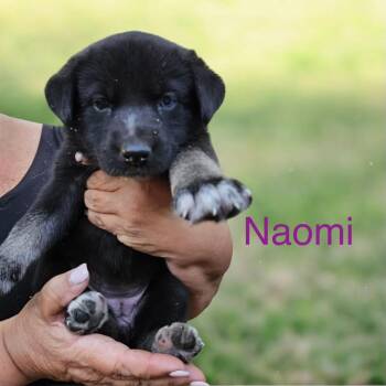 Shepherd Dogs Available for Adoption in Columbia, South Carolina - Naomi | PetCurious