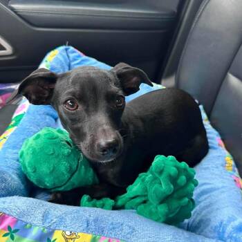 Arya -  Chihuahua and Miniature Dachshund Dog for Adoption in Warren, Rhode Island - Arya | PetCurious