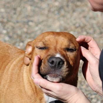 American Staffordshire Terrier Dogs Available for Adoption - Rachel | PetCurious