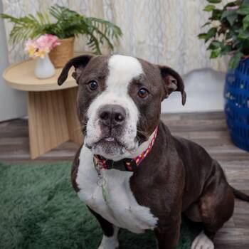 Rescue Pit Bull Terrier Dogs for Adoption in Los Angeles, California - Hammy | PetCurious