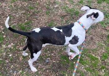 Pit Bull Terrier Dogs Available for Adoption - 26-23 Ganache | PetCurious