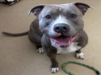 American Staffordshire Terrier Dogs Available for Adoption in Derwood, Maryland - SEABISCUIT | PetCurious