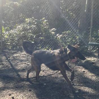 German Shepherd Dog and Retriever Dogs Available for Adoption - Skyya | PetCurious