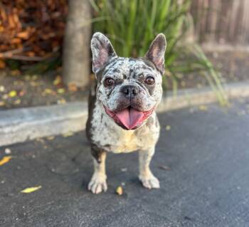 Big Gulp -  French Bulldog Dog for Adoption in Palo Alto, California - Big Gulp | PetCurious