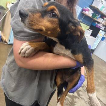 Flannel -  Mixed Breed Dog for Adoption in Corbin, Kentucky - Flannel | PetCurious