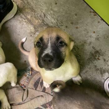 Mixed Breed Dogs Available for Adoption in Spokane, Washington - Bugs | PetCurious