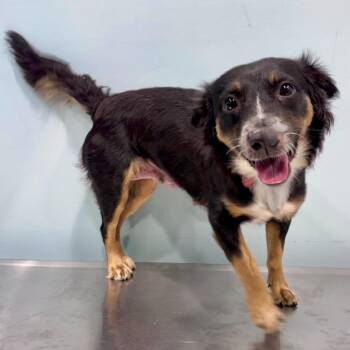Queen Bee -  Australian Shepherd and Mixed Breed Dog for Adoption in Portland, Oregon - Queen Bee | PetCurious