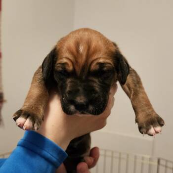 Mixed Breed Dogs Available for Adoption - Rose Pup - Dakota | PetCurious