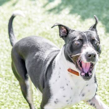 Terrier Dogs Available for Adoption in Hilton Head Island, South Carolina - Marion | PetCurious