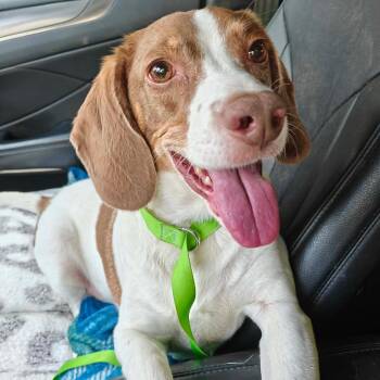 Petey -  Beagle Dog for Adoption in Worcester, Massachusetts - Petey | PetCurious